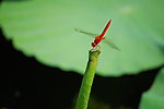 蜻蜓