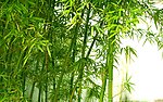 竹林