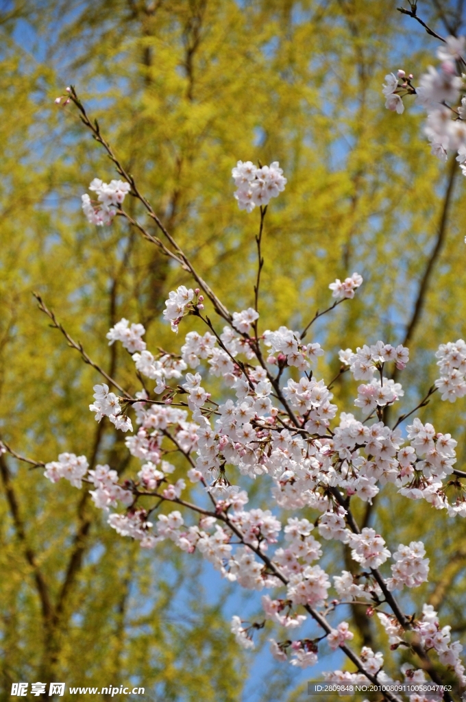 樱花