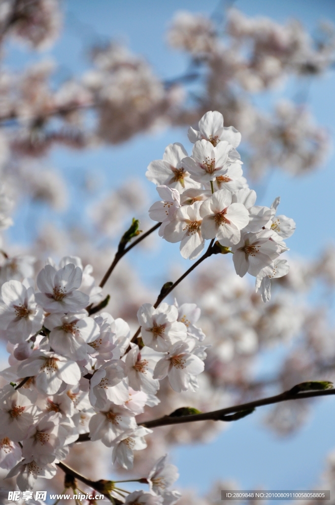樱花