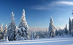 雪地的松树