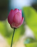 花卉特写