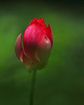 花卉特写