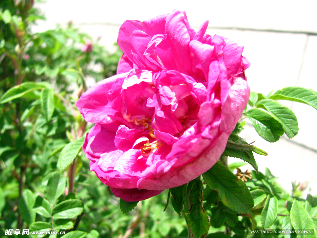 芍药