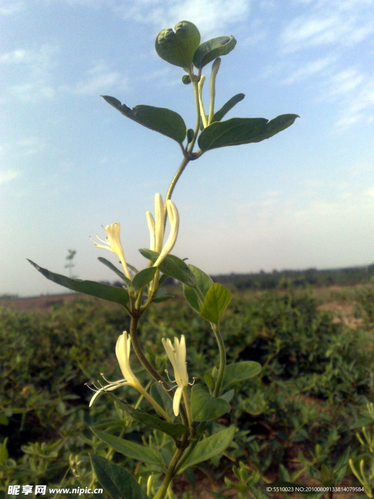 金银花