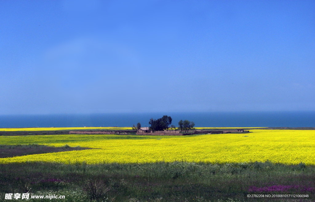 美丽的青海湖 草原 油菜花