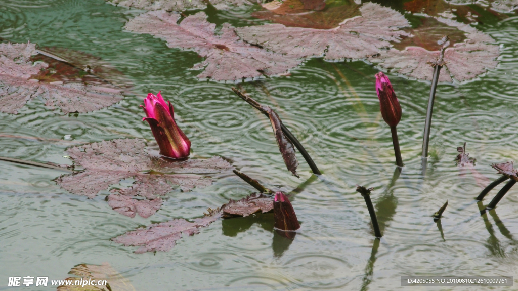 雨中荷