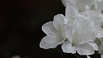 花卉特写
