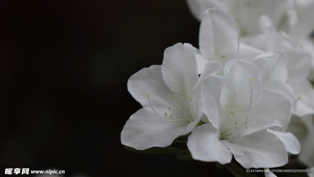 花卉特写