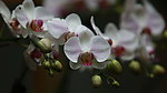 花卉特写
