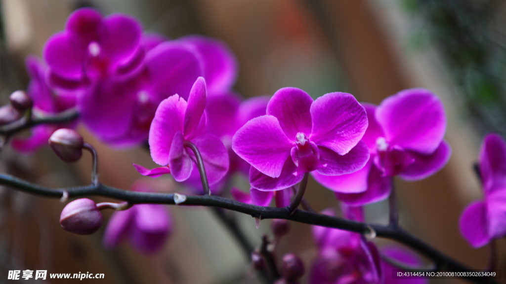 花卉特写