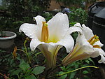 曼陀花