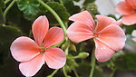 花卉特写