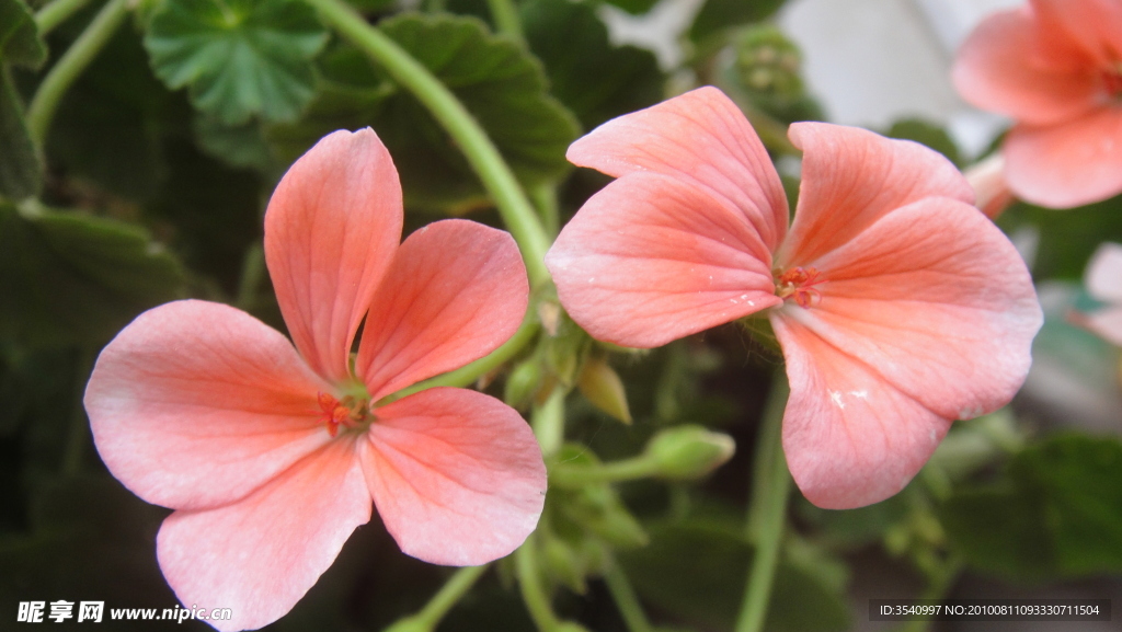 花卉特写