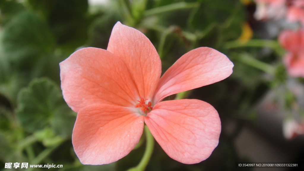 花卉特写