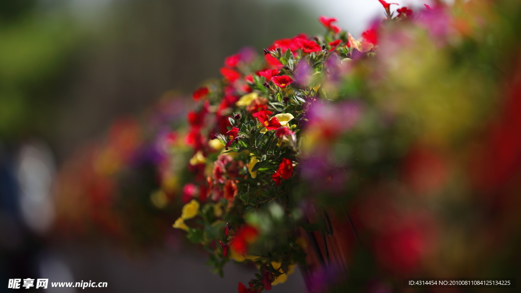 花卉特写