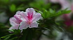 花卉特写