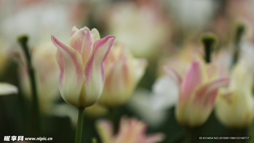 花卉特写