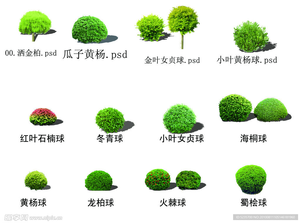 园林绿化常用球类