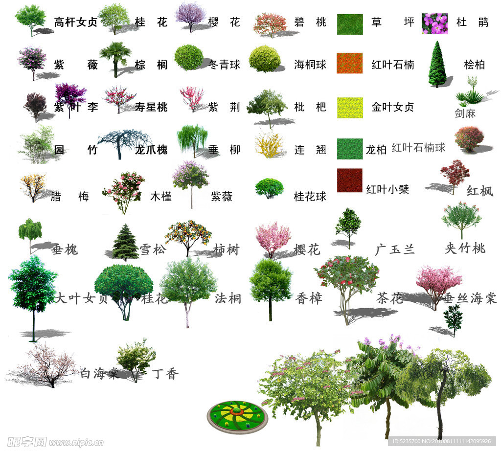 园林绿化常用树