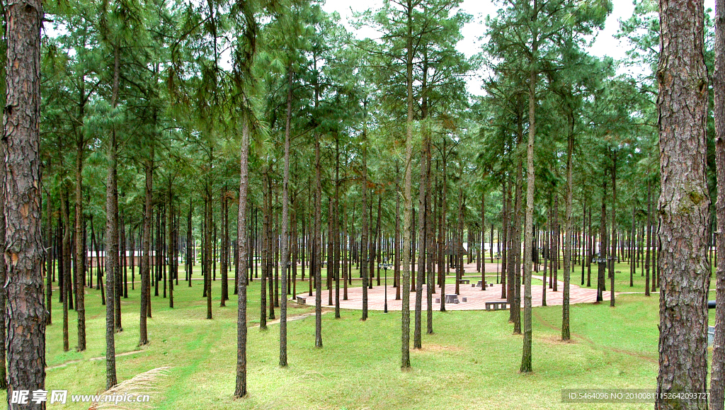 松树林