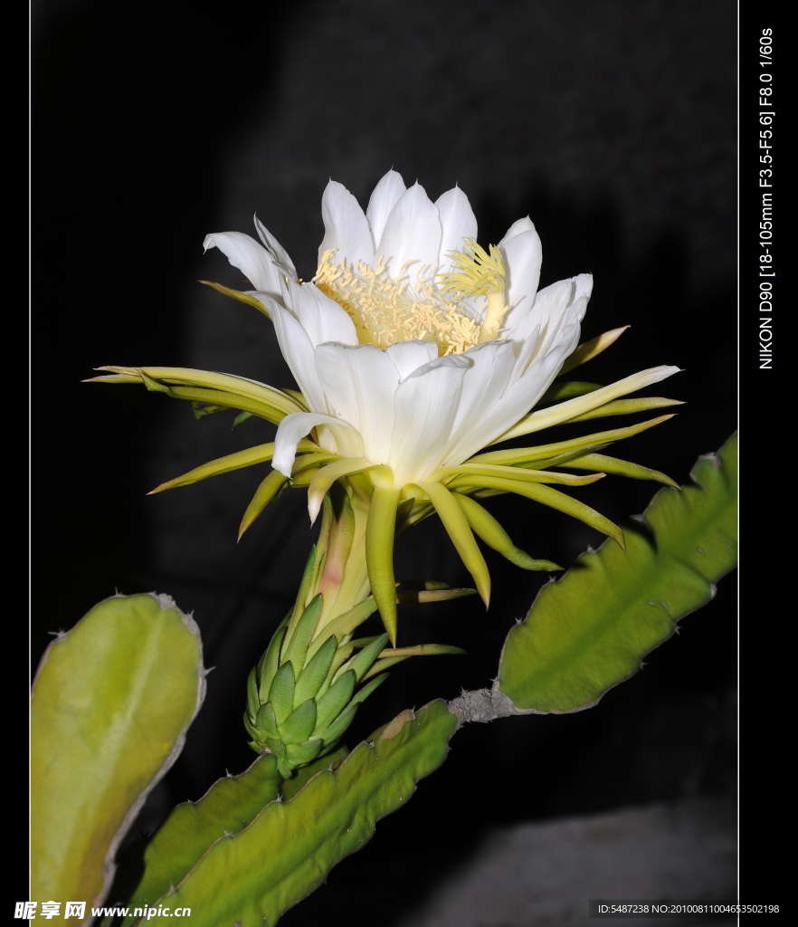 昙花