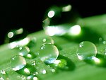 雨后露珠