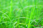 无名小草