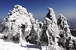 花台春雪