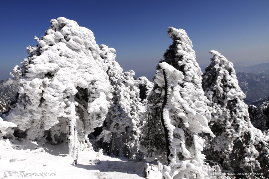 花台春雪