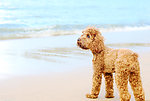 狗狗 沙滩 海