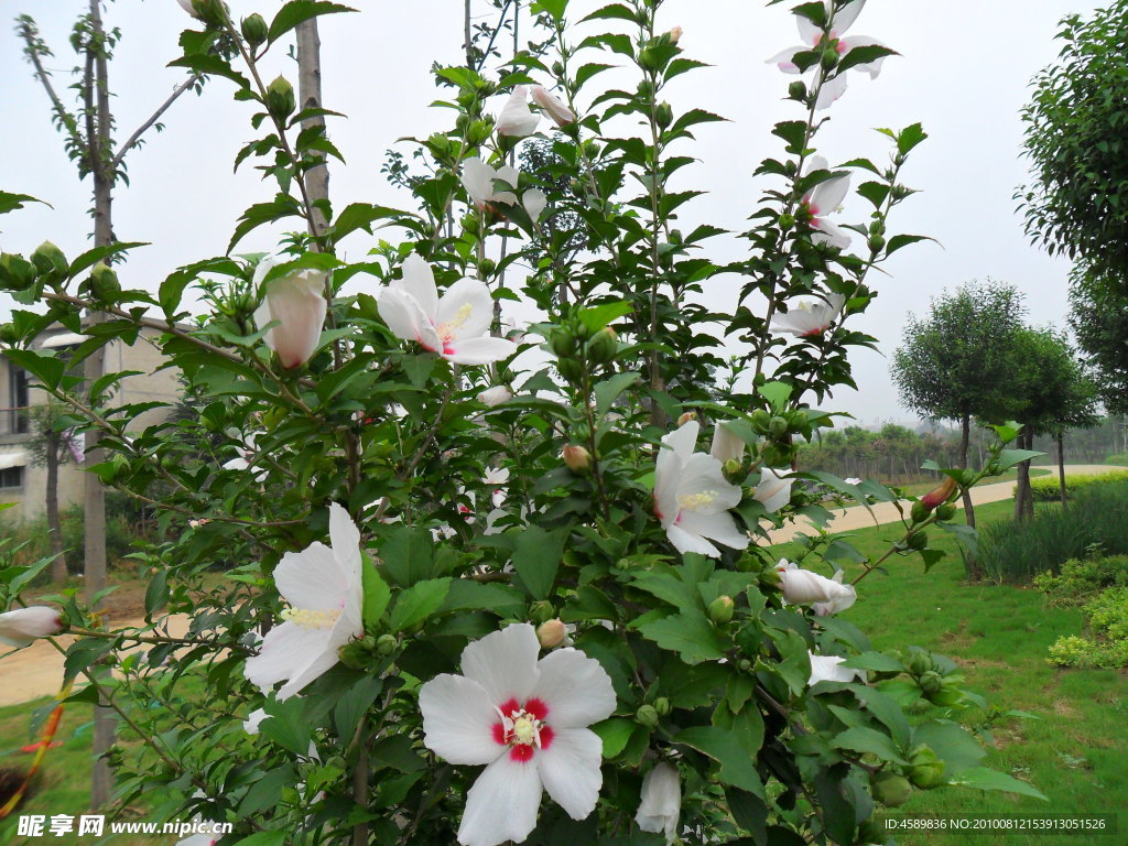 白木槿花