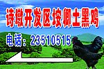 土黑鸡