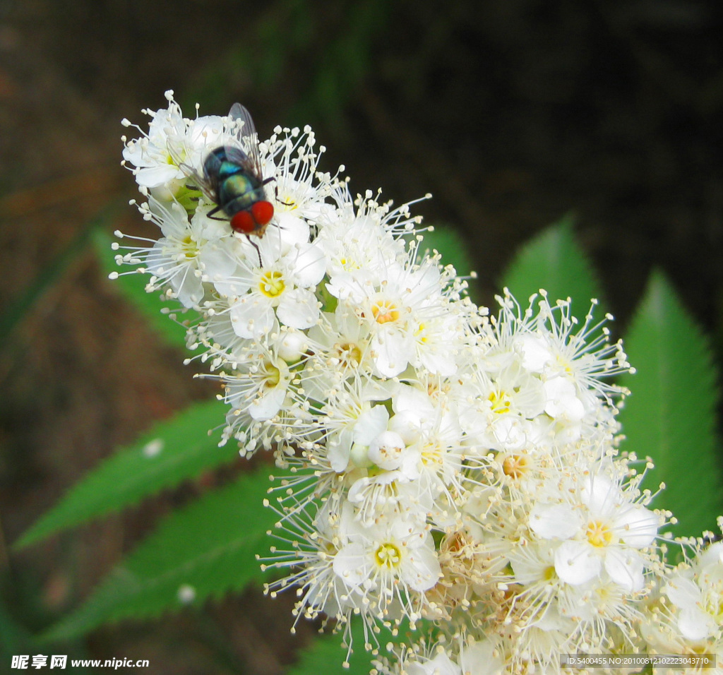 珍珠梅花