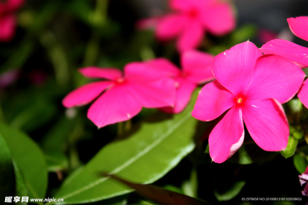 花卉特写