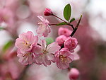 花卉特写