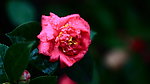 花卉特写