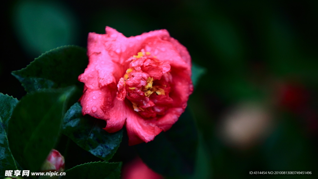 花卉特写