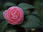 花卉特写