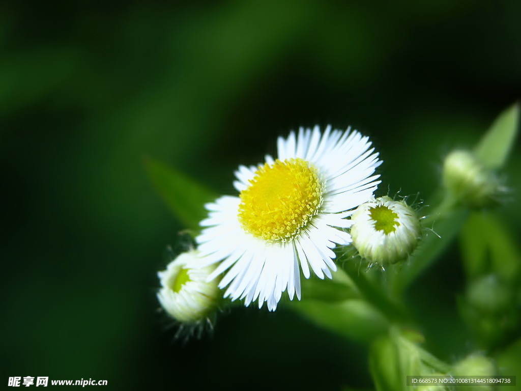 雏菊