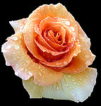 玫瑰花