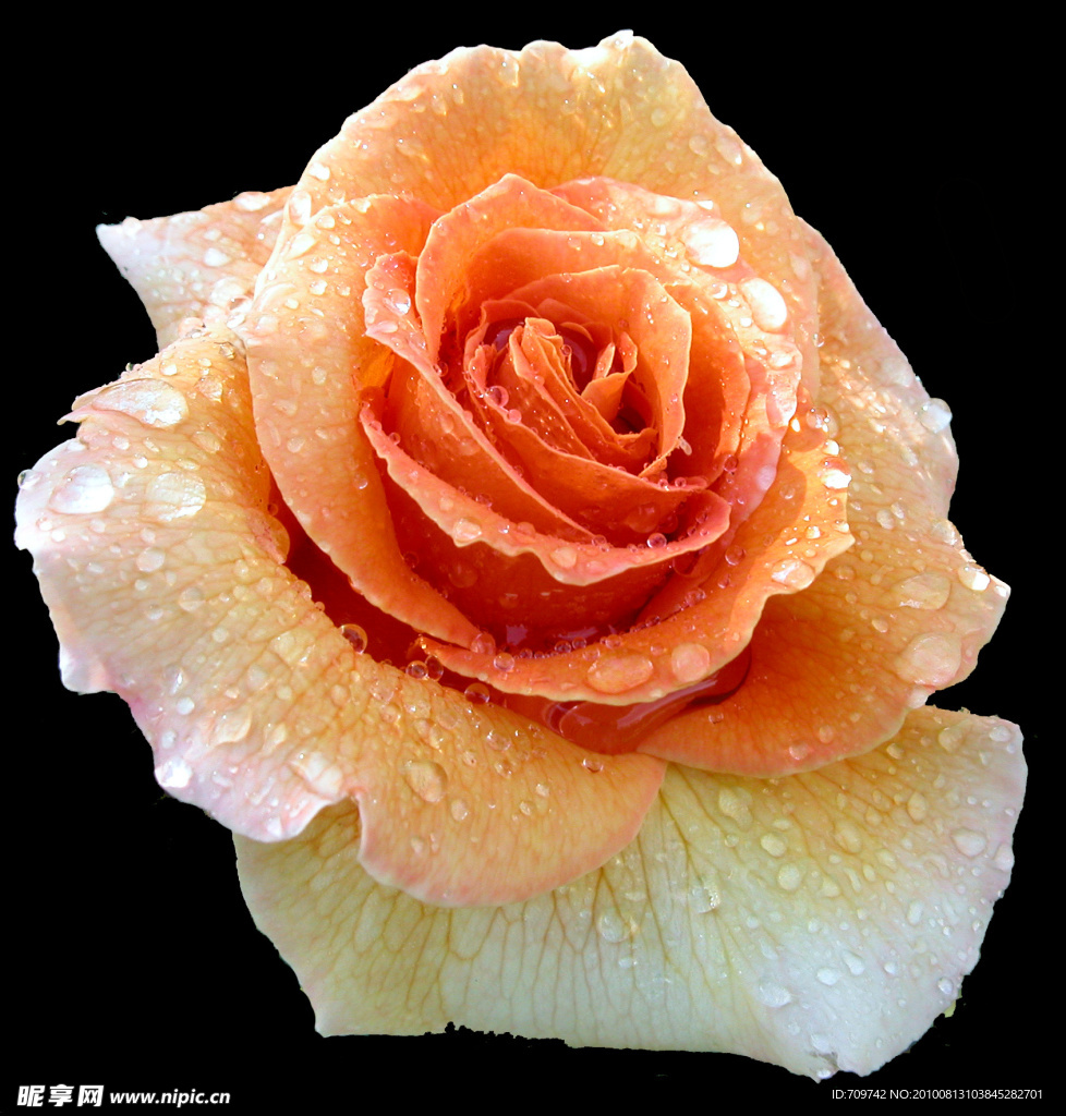 玫瑰花