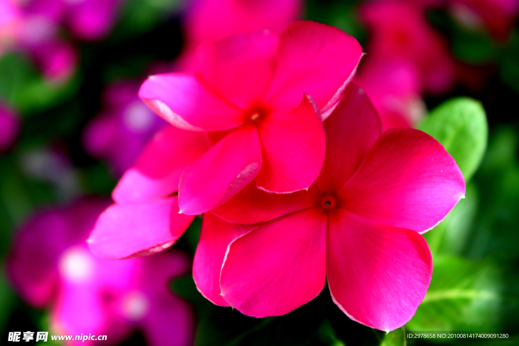 花卉特写