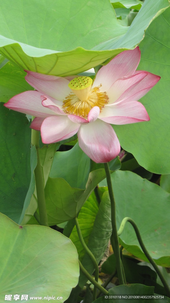 荷花