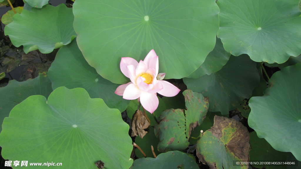 荷花
