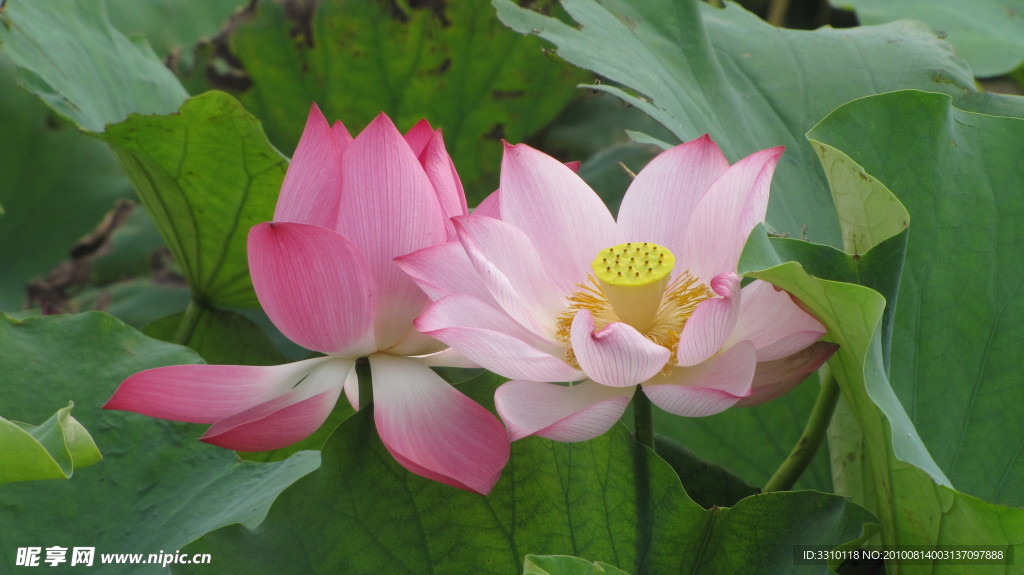 荷花