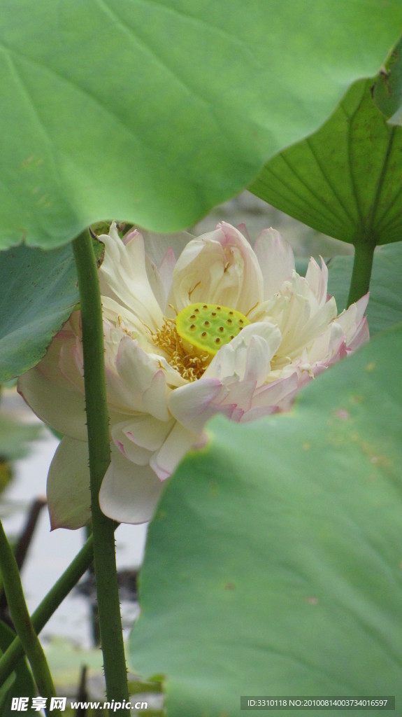 荷花