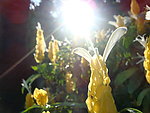 阳光中的花朵