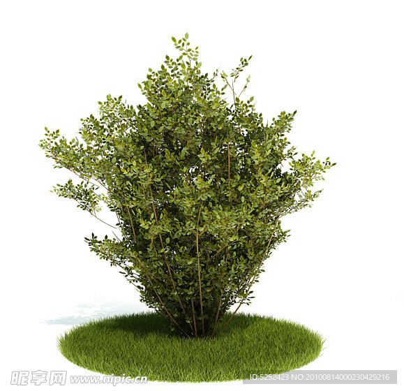 绿色灌木3D模型