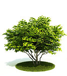 绿色树木3D模型